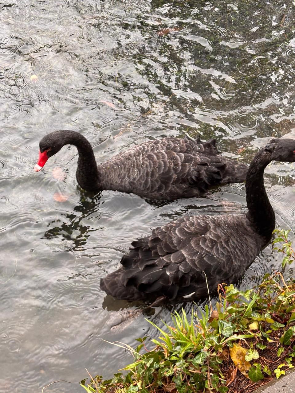 НОВЫЙ АФОН И СВЯТЫНИ — фото 3